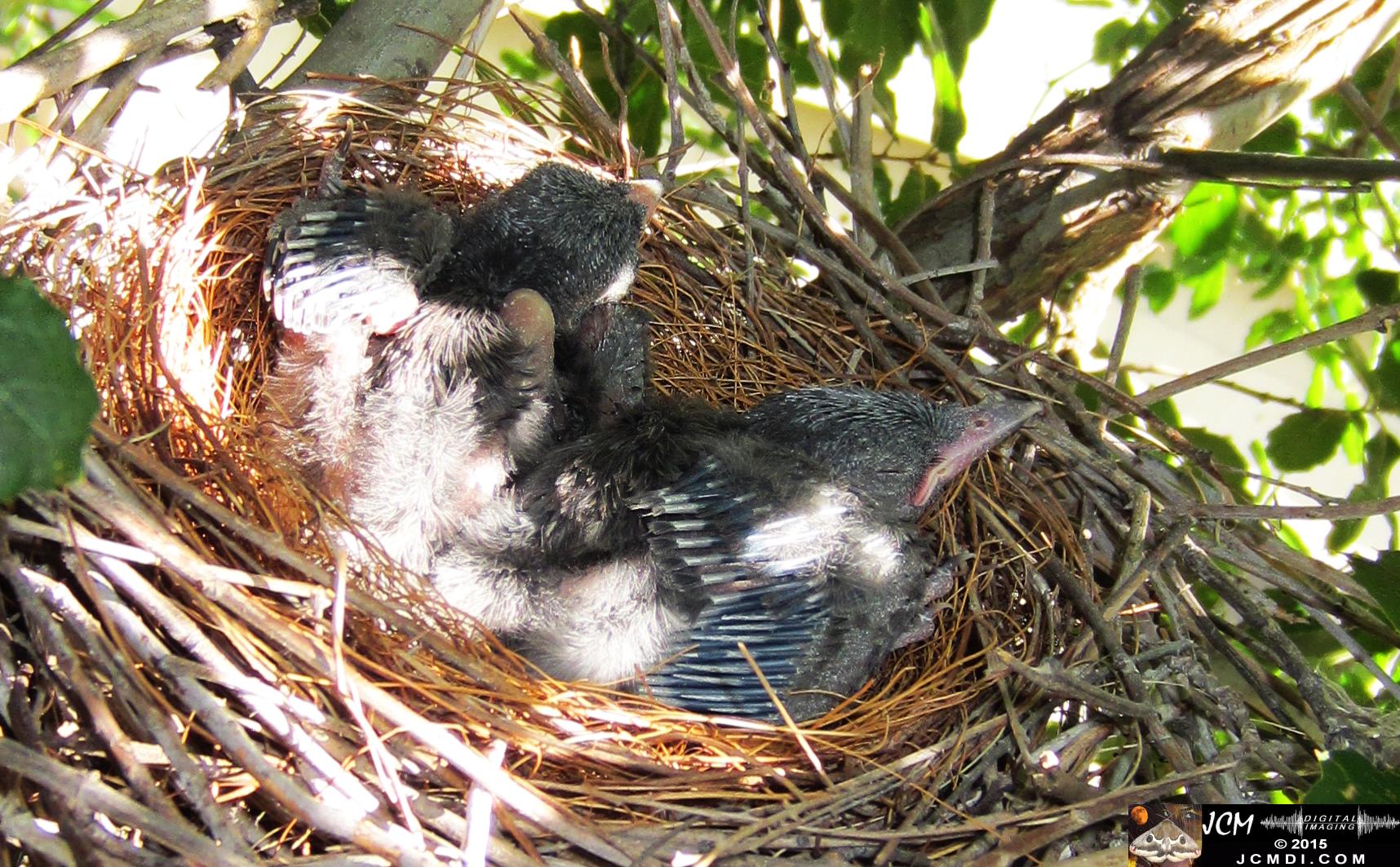Scrub Jay Nest Documenatry with chicks